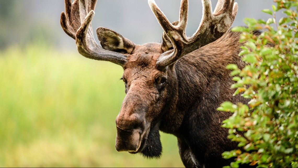 moose here to say Memes Imgflip
