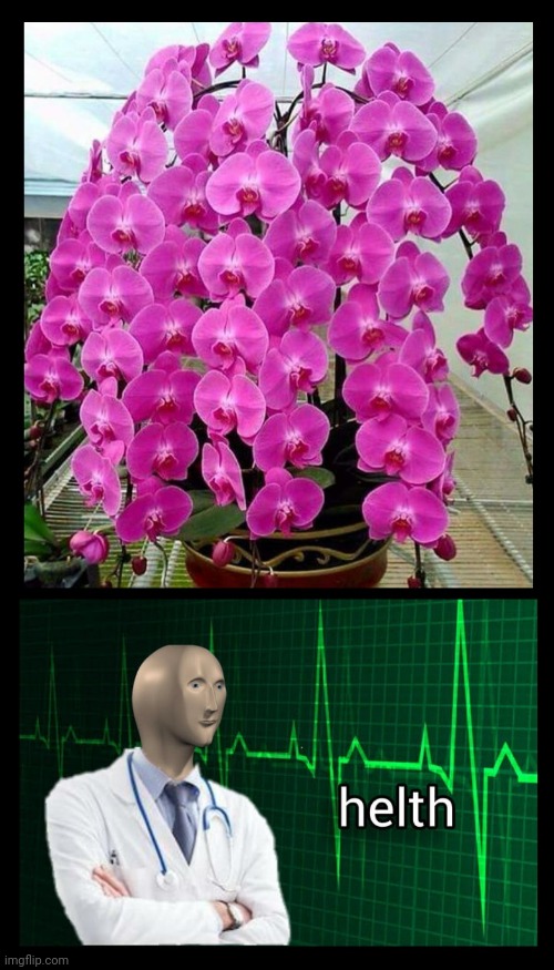 Healthy Orchid Meme Imgflip