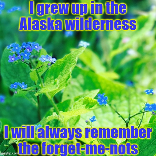 I am a flower Imgflip