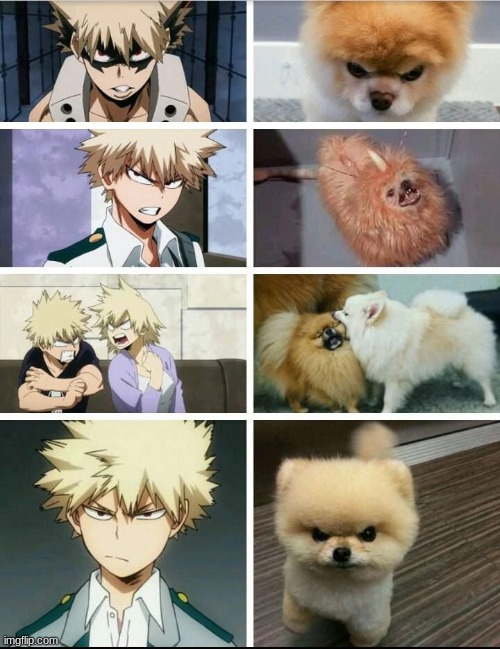 he just an angry pomeranian XD Imgflip