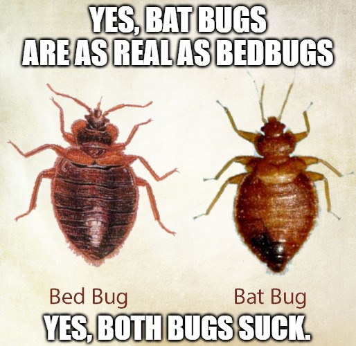 Bedbugs vs Batbugs Memes Imgflip