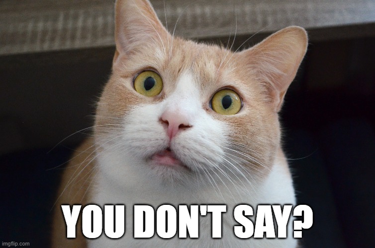 Cat Nicolas Cage Imgflip