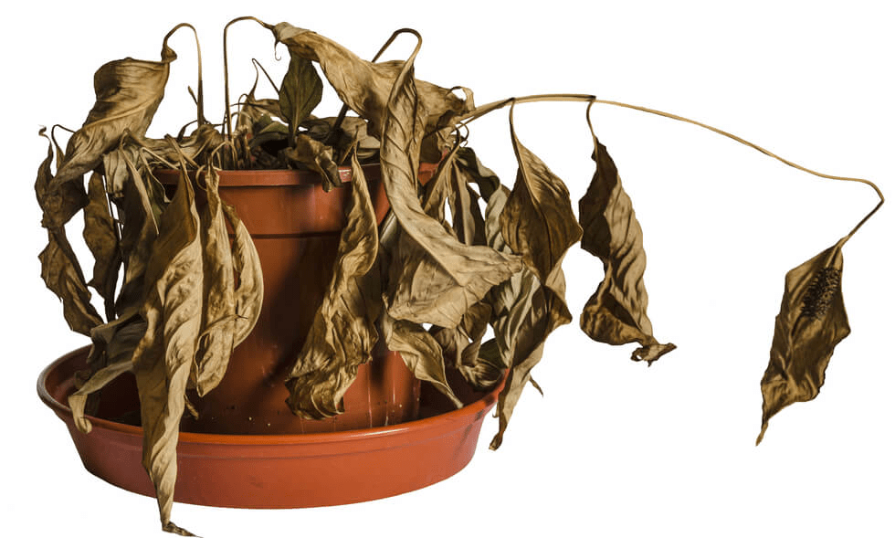 Dead Plant Memes Imgflip