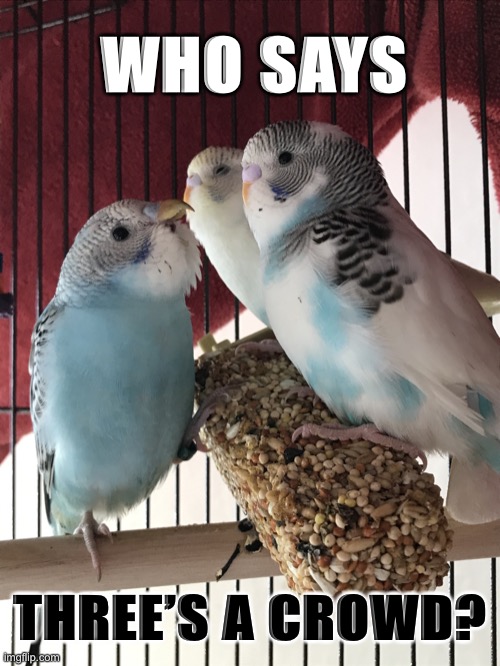 Who Says Three’s a Crowd? Memes Imgflip