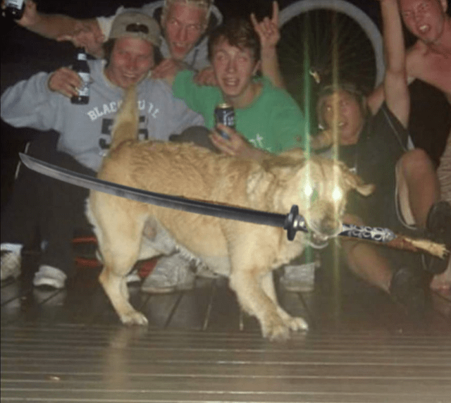 Dog with sword and glowing eyes Blank Template Imgflip