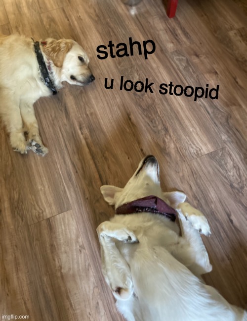 stahp u look stoopid Memes Imgflip