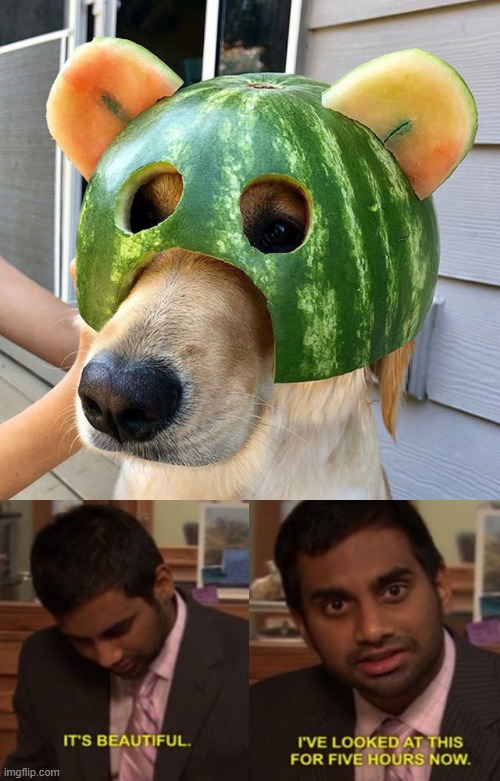 watermelon helmet on dog Imgflip