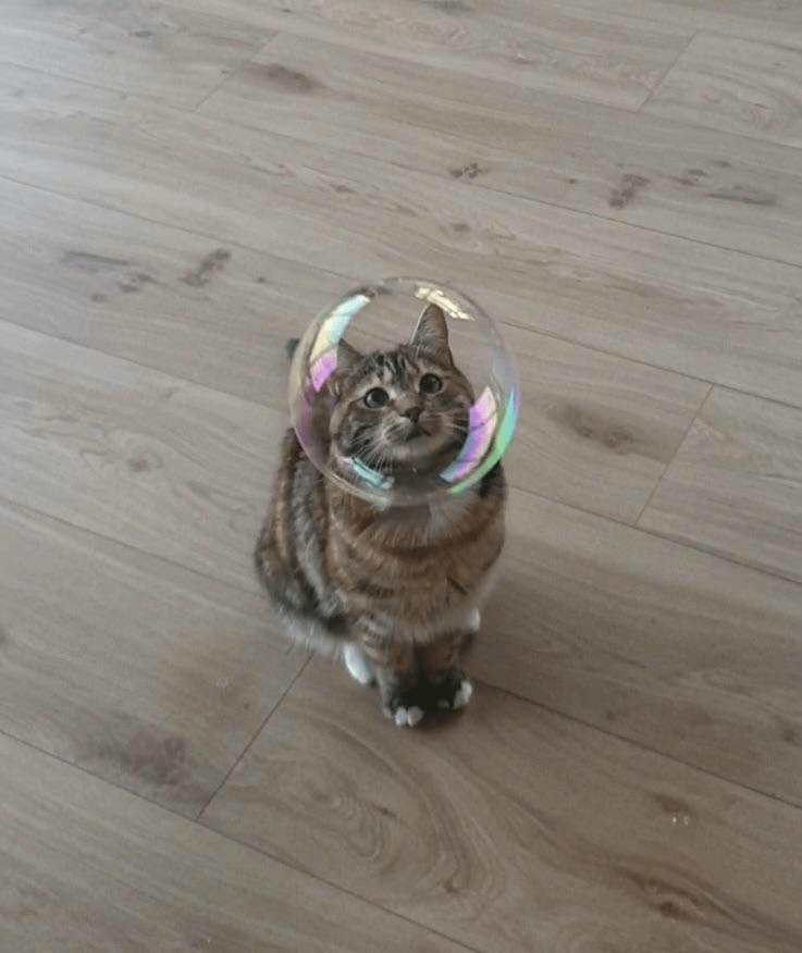 Cat and bubble Blank Template Imgflip