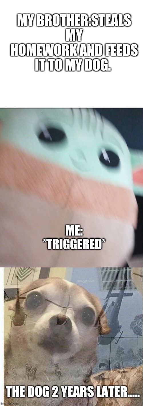 Image tagged in blank white template,ptsd chihuahua Imgflip