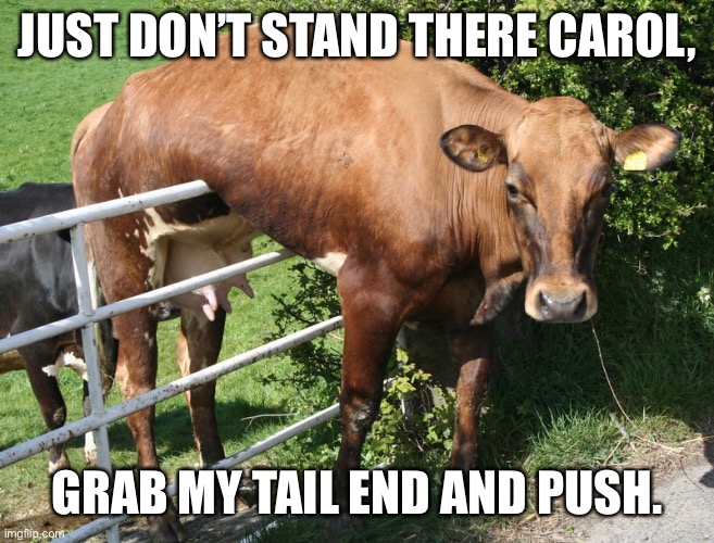 Cow On The Fence Imgflip