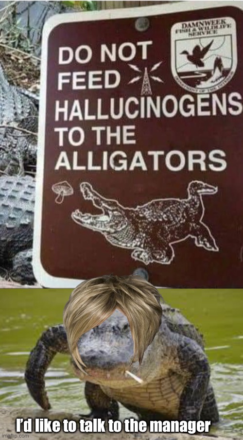 alligator Memes & GIFs Imgflip