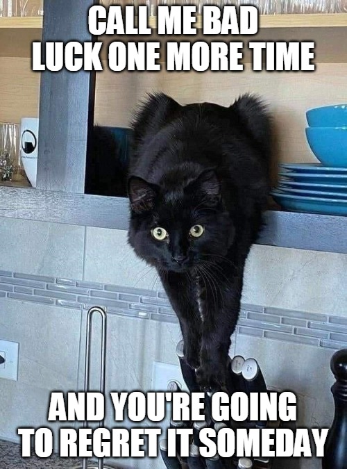 Image tagged in memes,cat,cats,black cat Imgflip