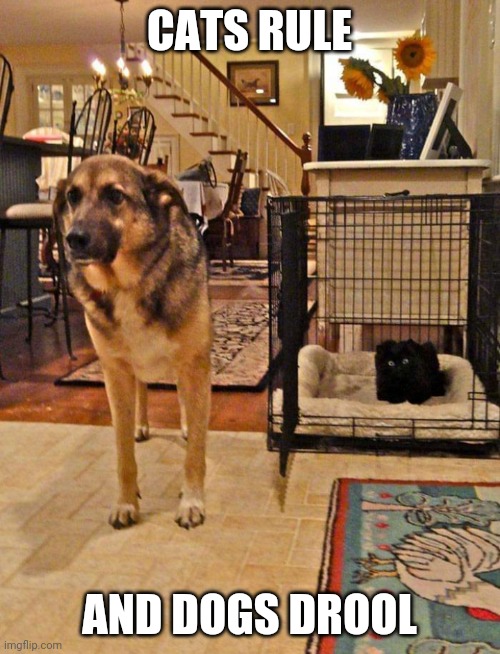 KITTY TAKES OVER Imgflip