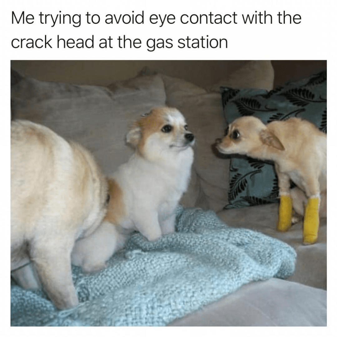 Dog avoiding eye contact with other dog 3 Blank Template Imgflip