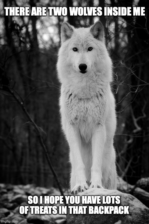 wolf Memes & GIFs Imgflip