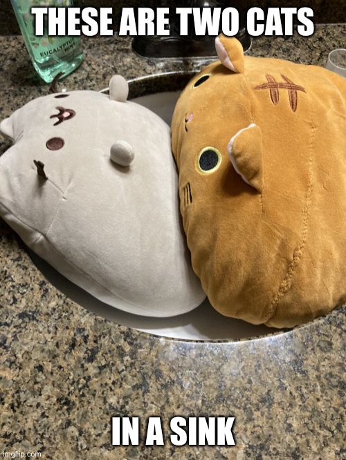 Two Cats in a sink Imgflip