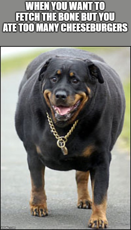 Fat Dog / Dog Obesity Causes How To Tell If Your Dog Is Overweight