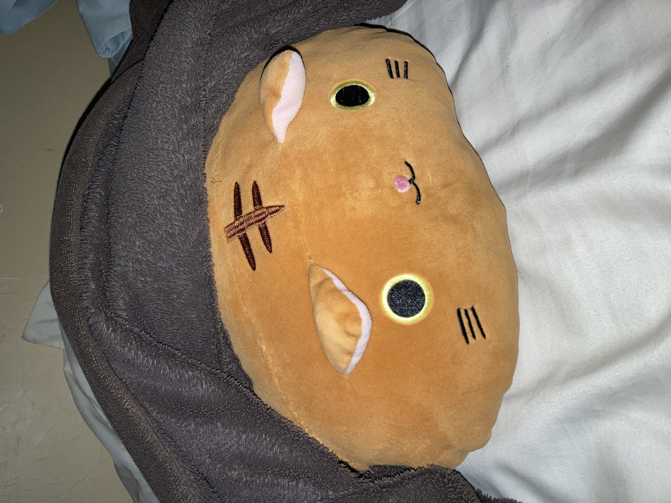 Cat in Blanket Latest Memes Imgflip