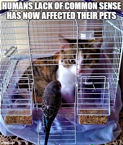 cat in bird cage Imgflip