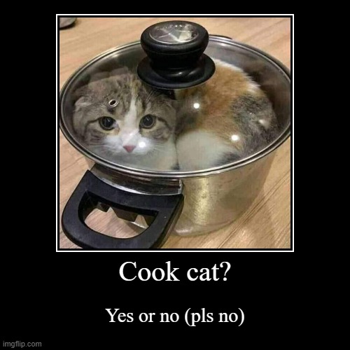 Cook cat? Imgflip