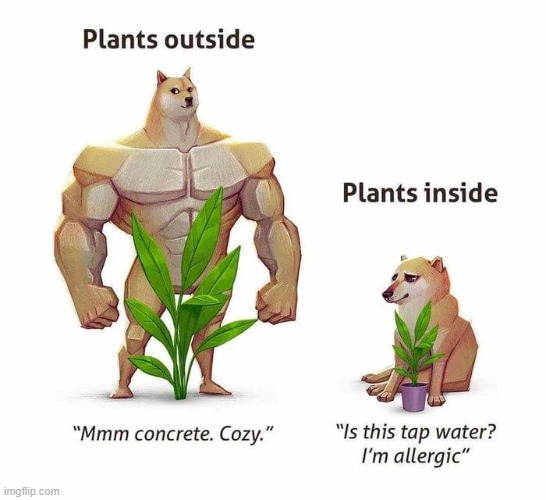 Plants outside v.s. Plants inside Imgflip