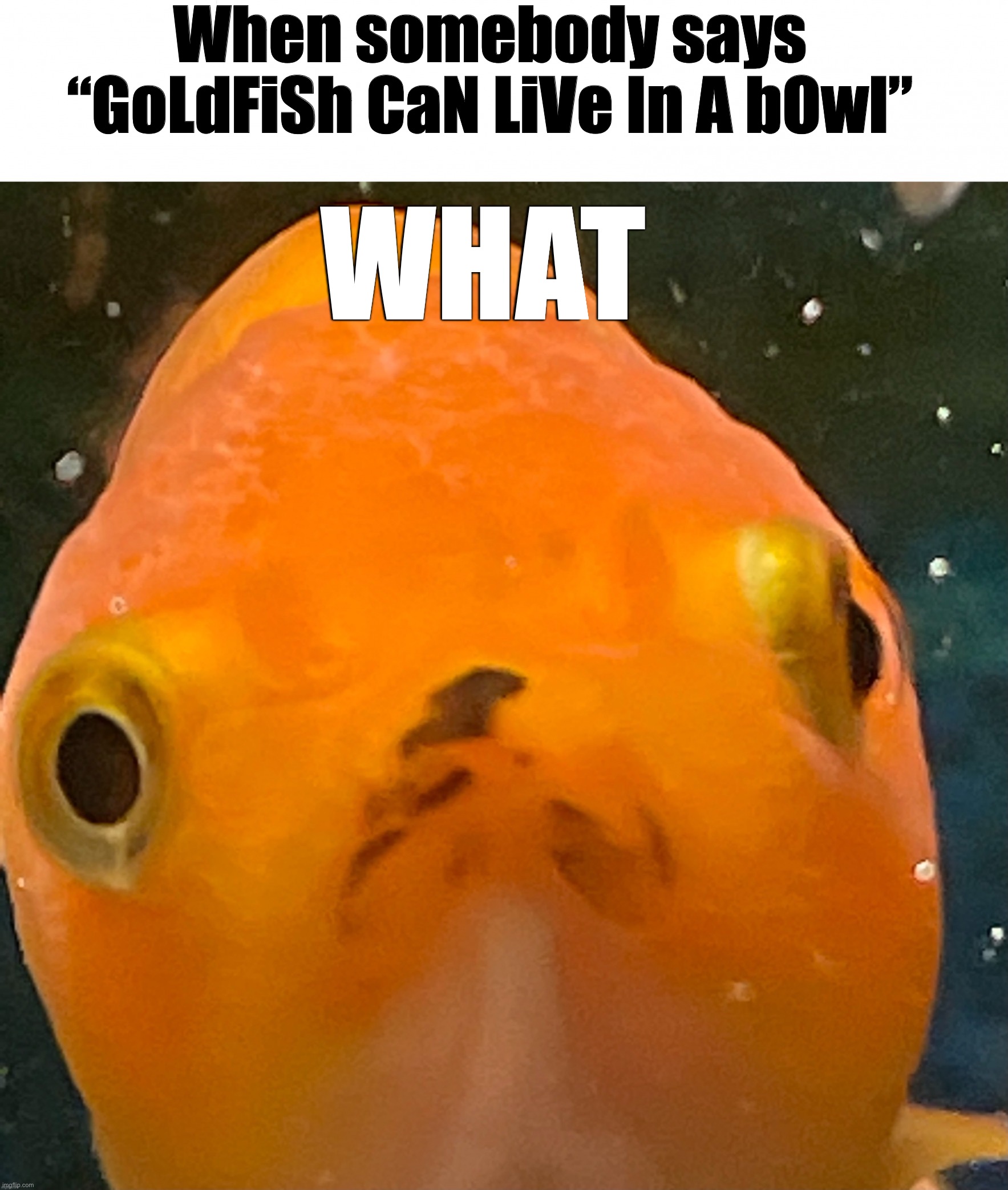 goldfish Memes & GIFs Imgflip