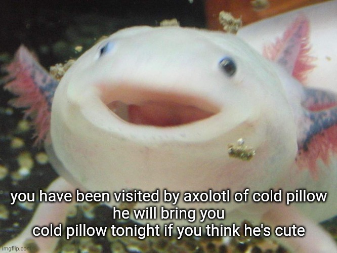 Image tagged in axolotl cute Imgflip