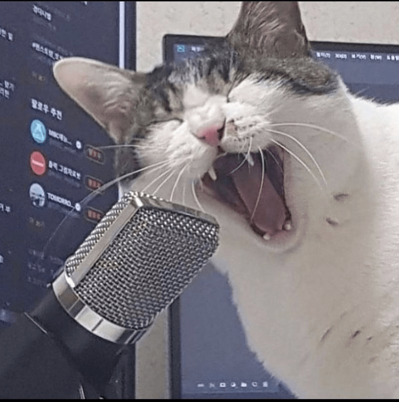 Cat Singing into Microphone Blank Template Imgflip