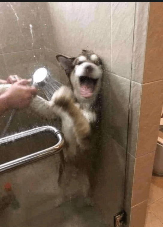 Dog in shower Blank Template Imgflip