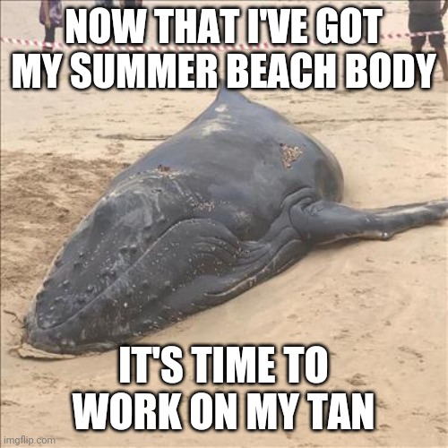 Beached whale Imgflip