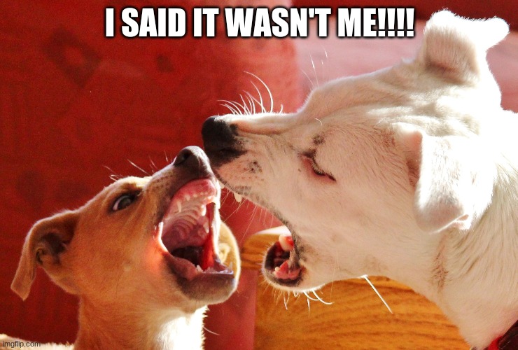 funny dogs Memes & GIFs Imgflip