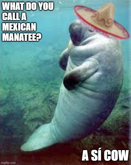 manatee Memes & GIFs Imgflip