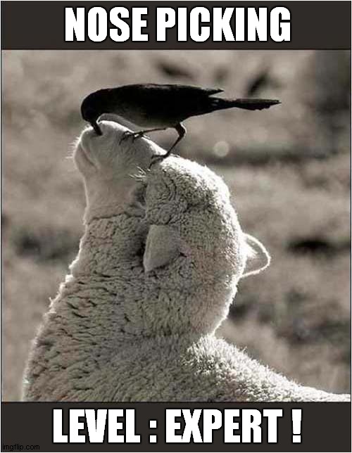 Digging Gold Again ! Imgflip