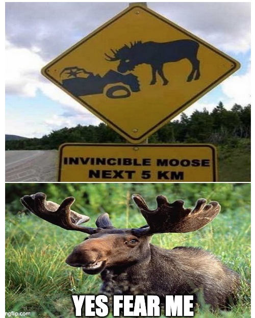 An Invincible Moose? Imgflip