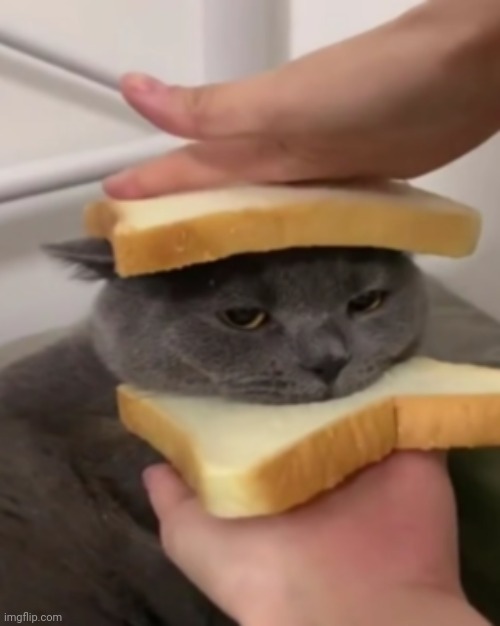 Cat sandwich Imgflip