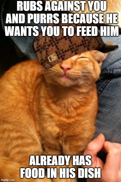 Scumbag Kitteh Imgflip