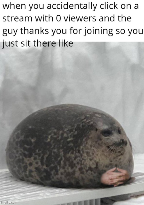 seal cute Imgflip