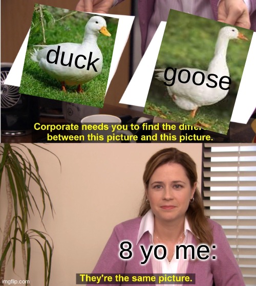 Goose goose duck=duck duck goose Imgflip