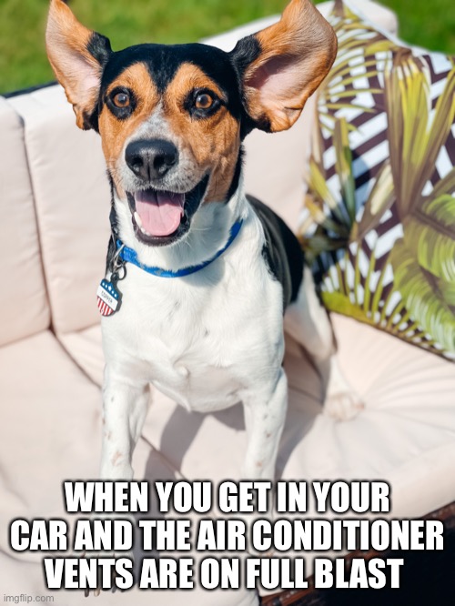 Image tagged in dog memes Imgflip