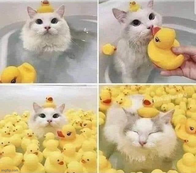 Cat in bath rubber ducks Imgflip