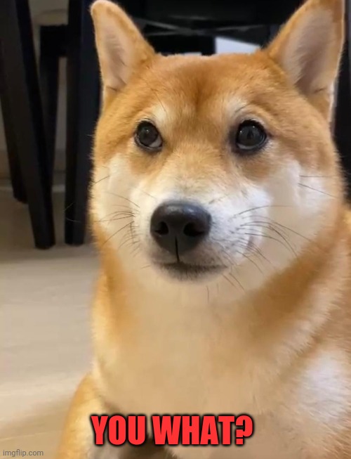 Shiba you what? Imgflip