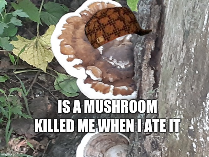 I found mushrooms cleaning the park yesterday, I didtnt get stoned
