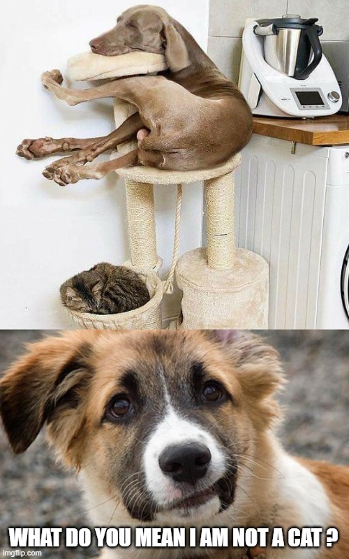 he thinks he is a cat Imgflip