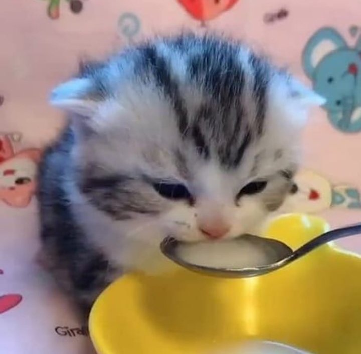 kitten drinking milk Blank Template Imgflip