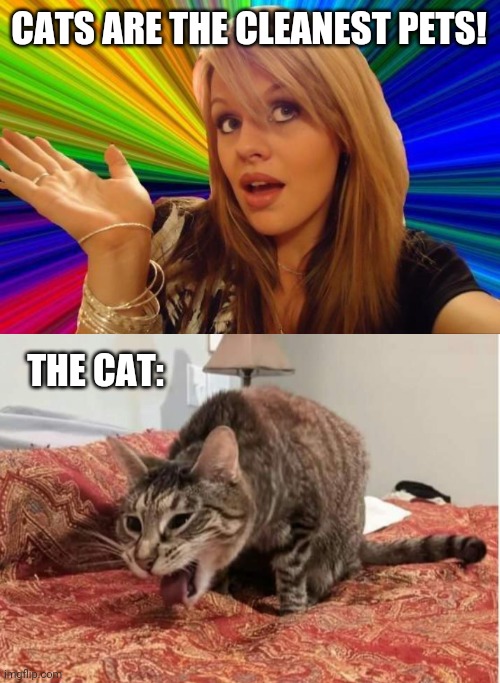 Hairballs with hairballs Imgflip