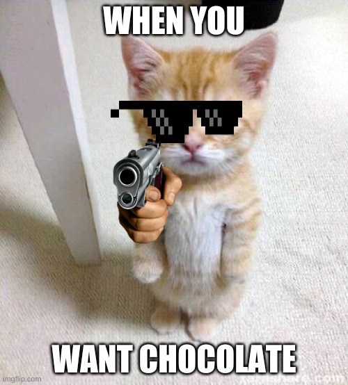 Cute Cat Meme Imgflip