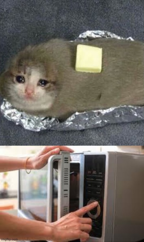 Image tagged in sad potato cat Imgflip