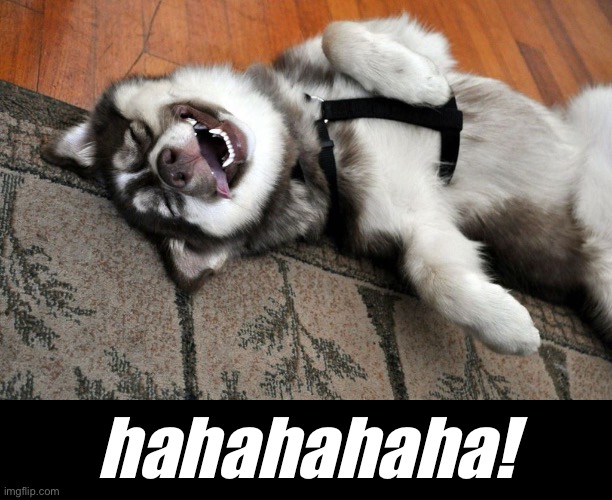 Image tagged in dogs Imgflip
