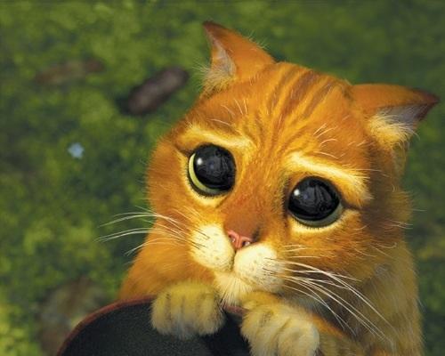 Sad cat Blank Template Imgflip