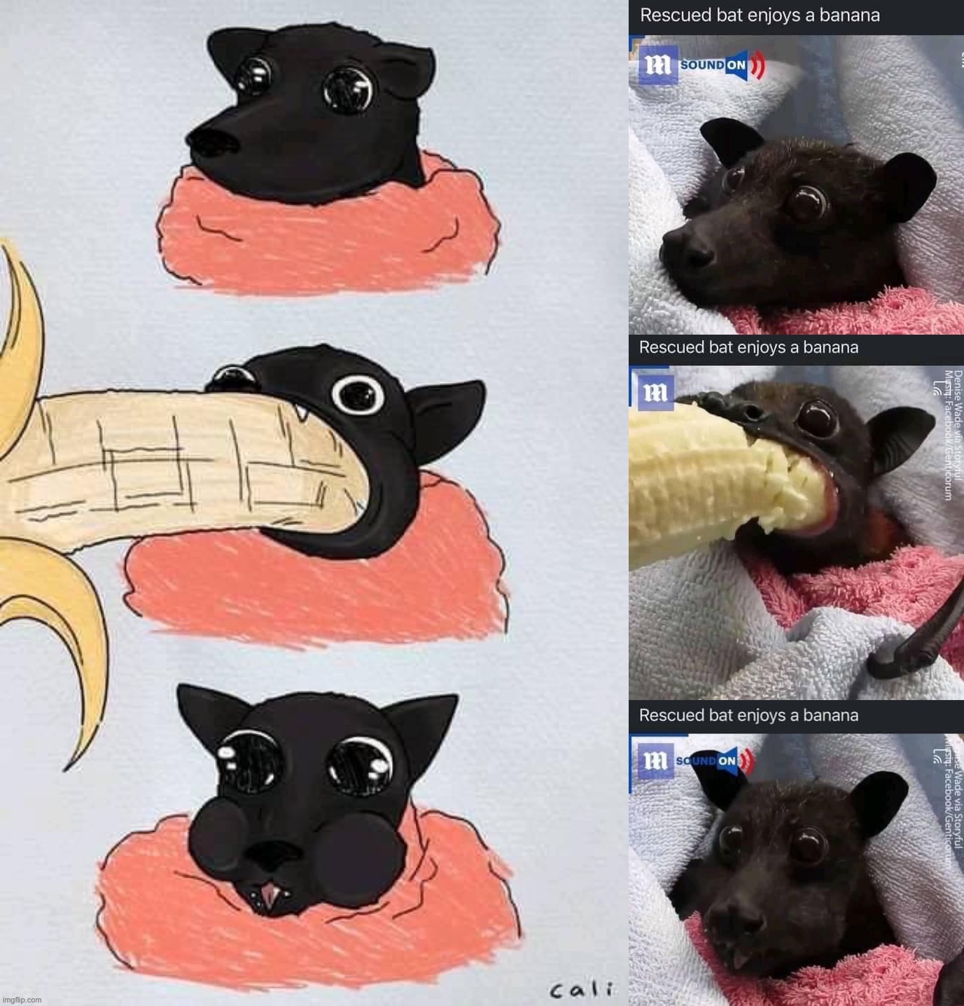 Rescued bat enjoys a banana Imgflip